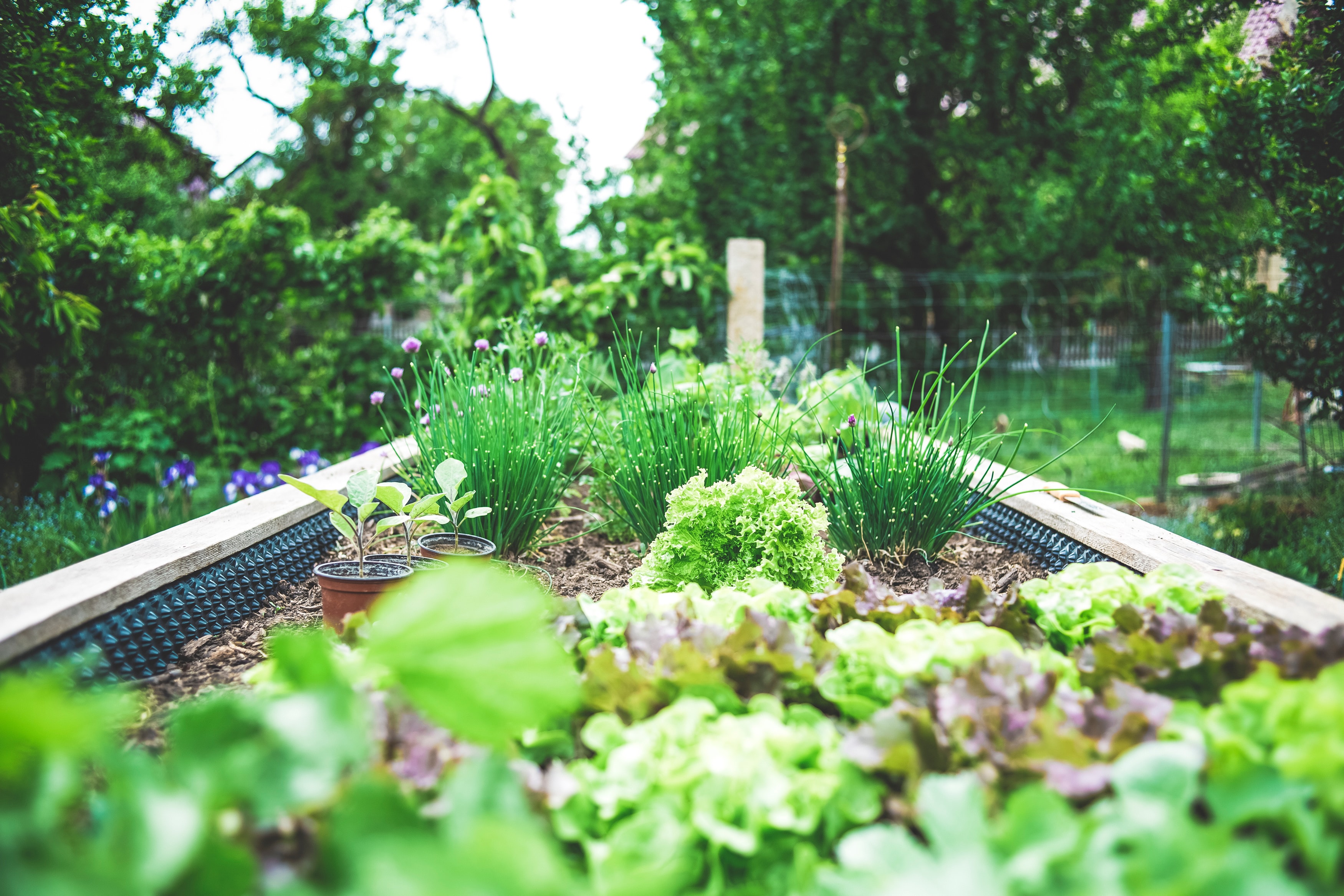 FREE DOWNLOAD Harvest Tracking, Bed Planning, Yield, Calories Garden Planning Spreadsheet