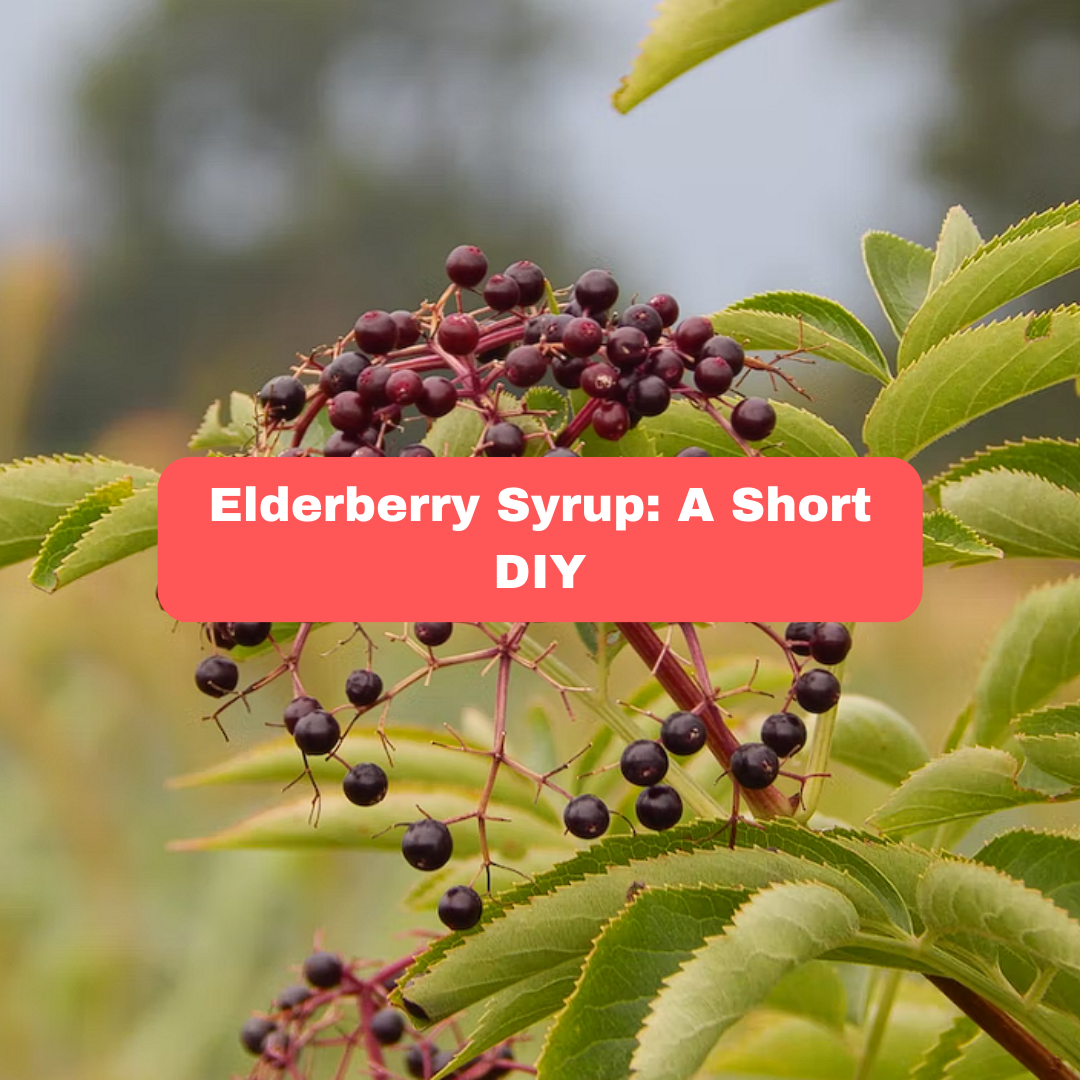 Preserving Elderberries: How to Make Elderberry Syrup